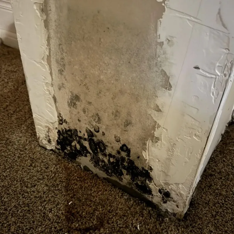Professional Mold Removal in Bridgman, MI